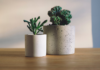 Reasons to add indoor plants for a fitter you indoor plants