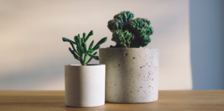 Reasons to add indoor plants for a fitter you indoor plants
