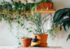 House plants to reduce humidity this summer