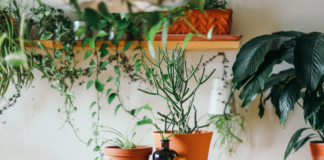 House plants to reduce humidity this summer