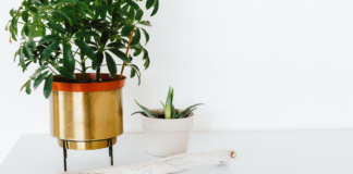 Things to check before buying indoor plants for home indoor plants