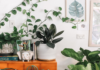 Best houseplants to have in your house plants