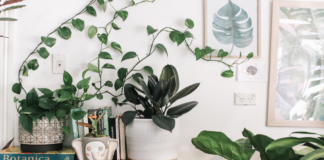 Best houseplants to have in your house plants