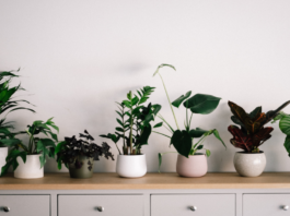 Here are some plants to help reduce humidity