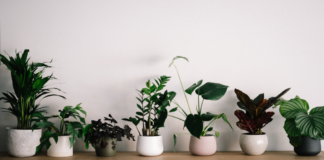Here are some plants to help reduce humidity