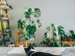 Perfect ways to induce fresh air in your living space