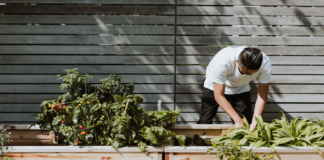 Here are some vines to add to your home garden vines