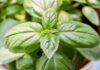 Count on basil!: a few benefits of Basil leaves basil