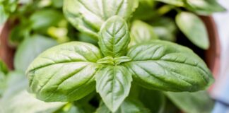 Count on basil!: a few benefits of Basil leaves basil