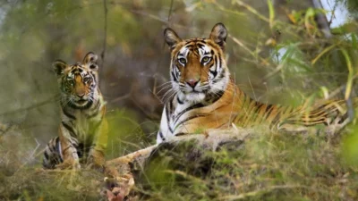 Wildlife At Its Best At Periyar Tiger Reserve