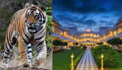 Ranthambore - Wildlife And Luxury