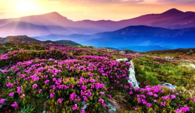 Valley Of Flowers, Uttarakhand