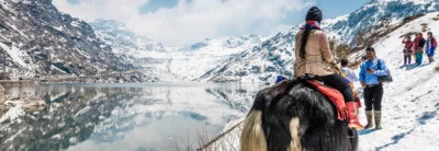 Yak Rides In Lachung