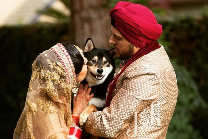 Indian Wedding Pets Fashion - Wedding Affair