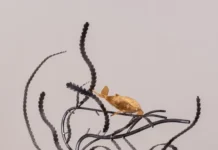 Add to Cart- Home Decor