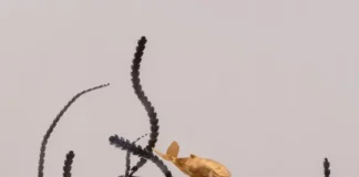 Add to Cart- Home Decor