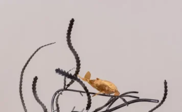 Add to Cart- Home Decor