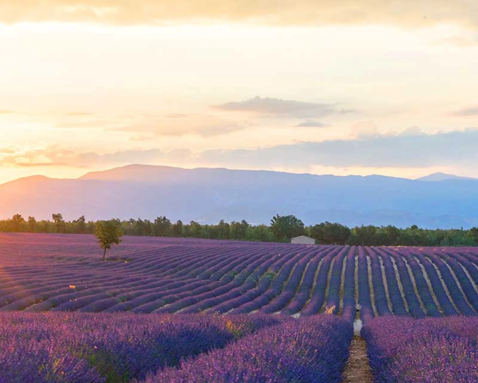 Beautiful fields and mountains in Provence - France