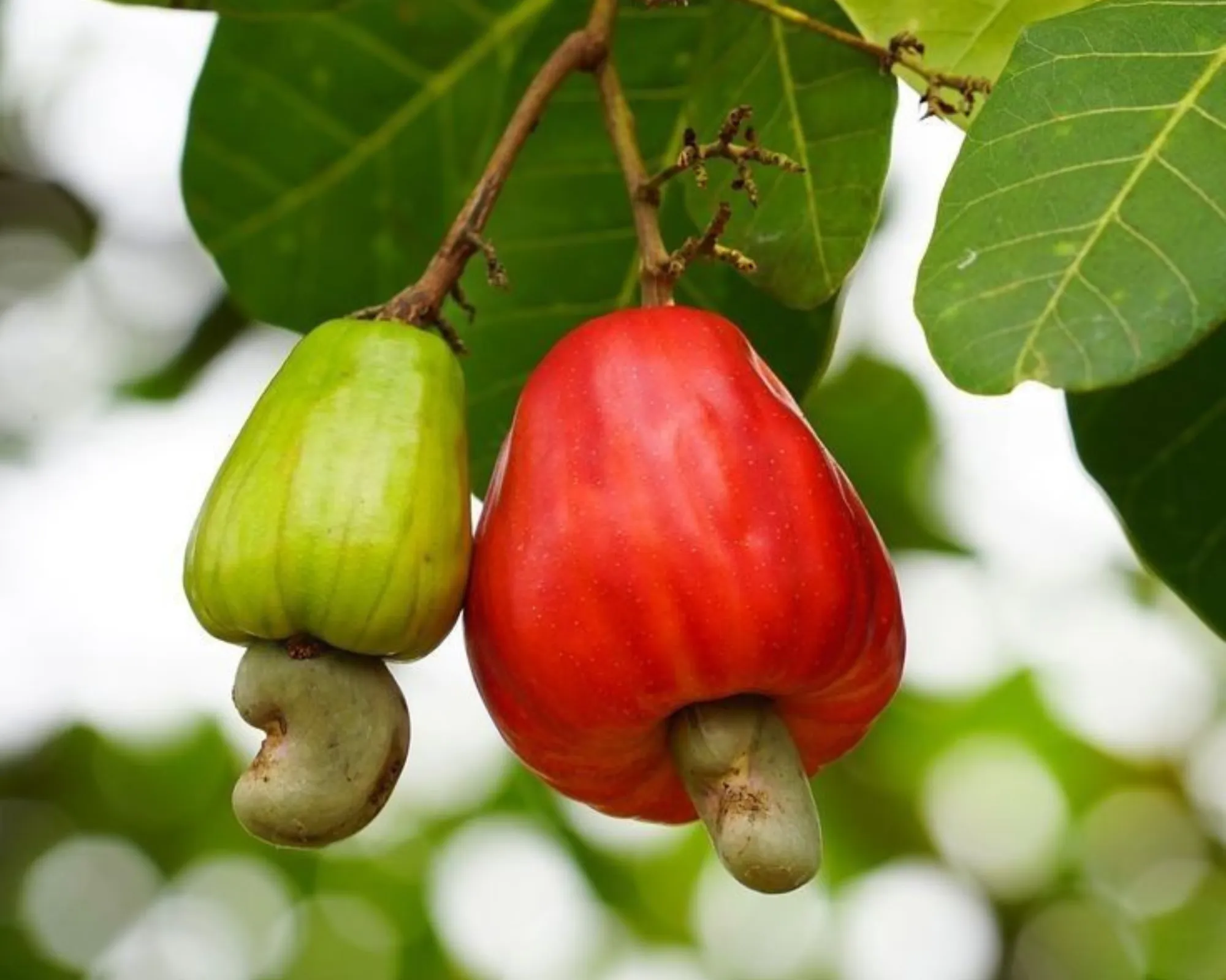 National Cashew Day