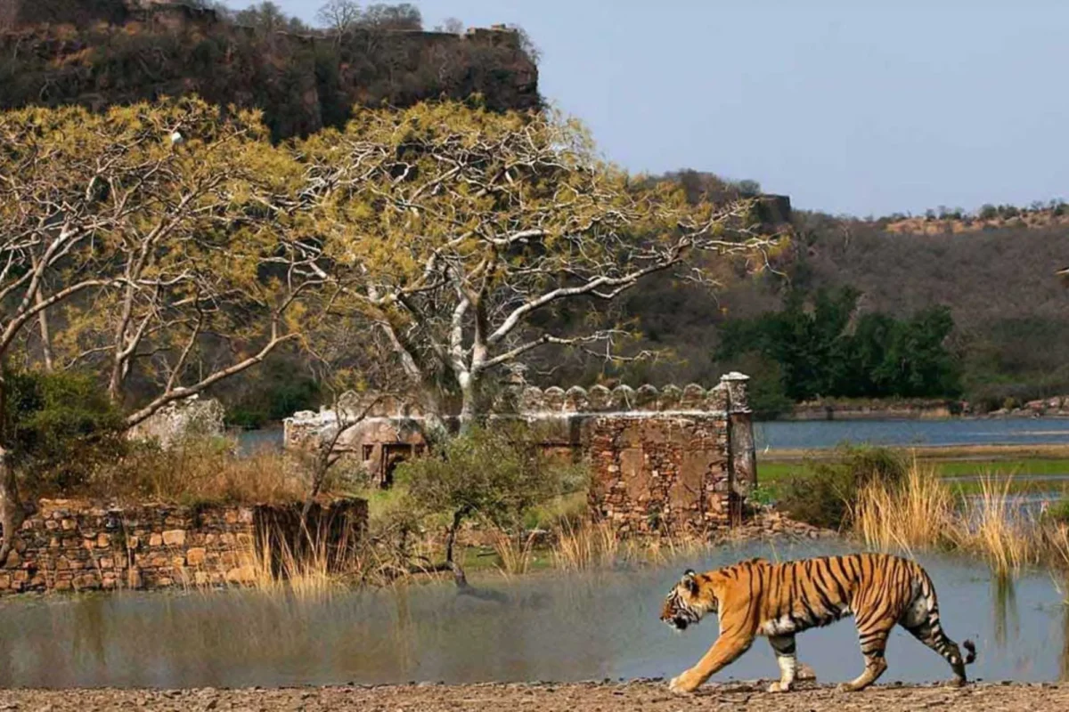 safari honeymoon destination