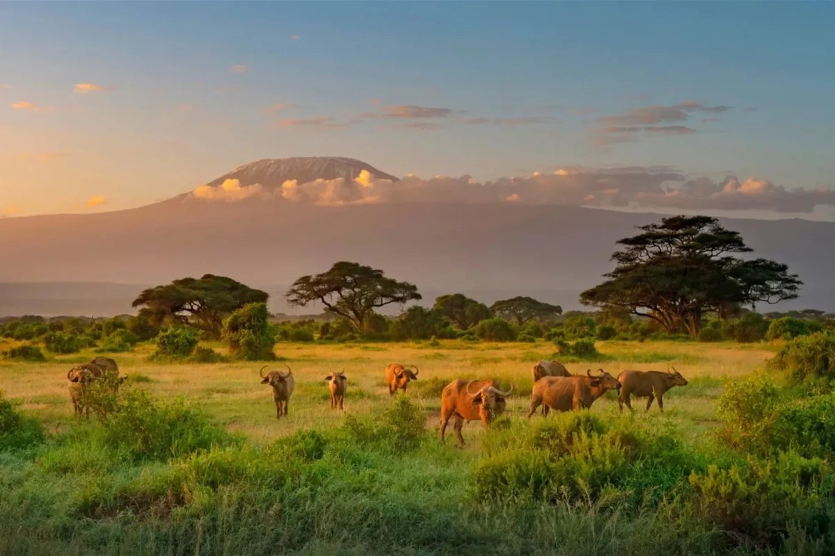safari honeymoon destination