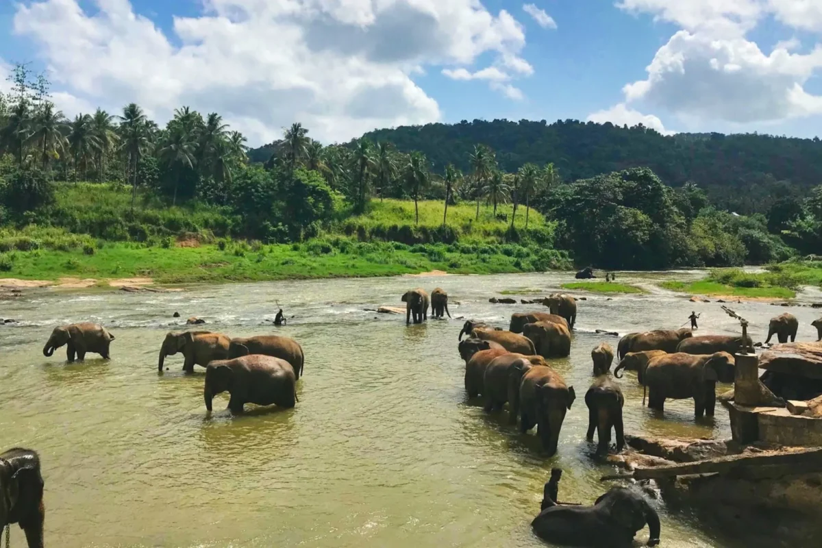 safari honeymoon destination