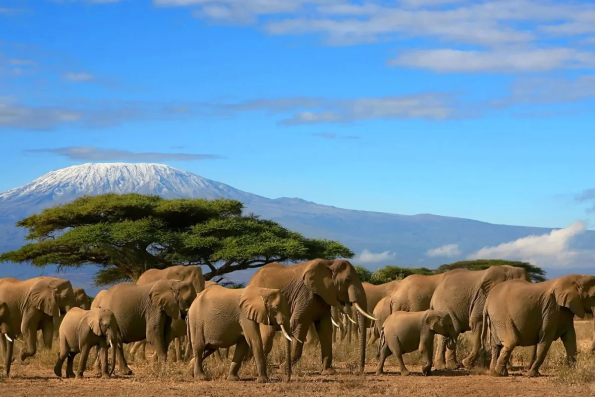 safari honeymoon destination