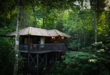 5 Forest Stays in India for Nature Lovers Seeking the Wild Forest Stays