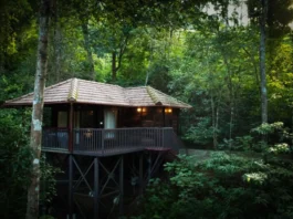 5 Forest Stays in India for Nature Lovers Seeking the Wild Forest Stays