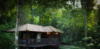 5 Forest Stays in India for Nature Lovers Seeking the Wild Forest Stays