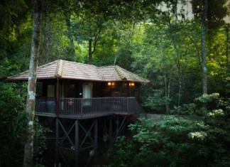 5 Forest Stays in India for Nature Lovers Seeking the Wild Forest Stays